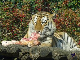 Tiergarten Schönbrunn am 20.10.2025